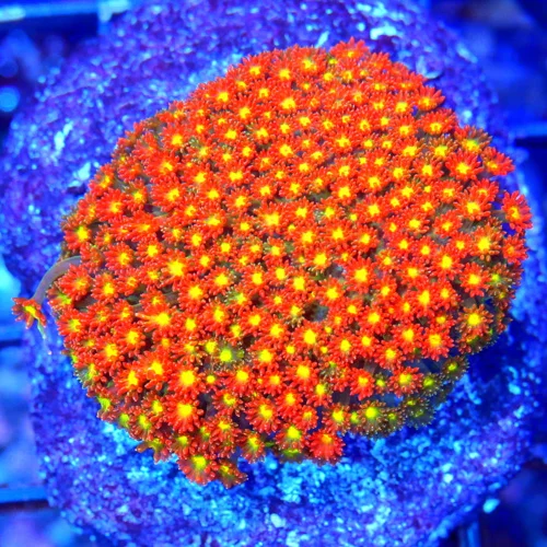 WYSIWYG 4.5X4.5 XL 3" SUPER RAINBOW YELLOW EYED ULTRA COLORED GONIOPORAL live coral for sale - Extreme Corals