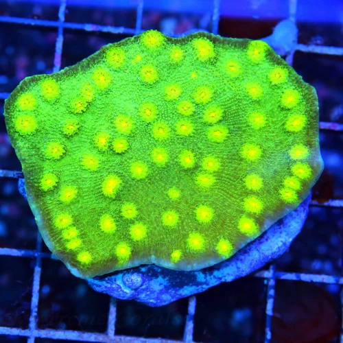 WYSIWYG 3.5" METEOR SHOWER SUPER COLORED LIME GREEN ECHINOPHYLLIA CHALICE live coral for sale - Extreme Corals