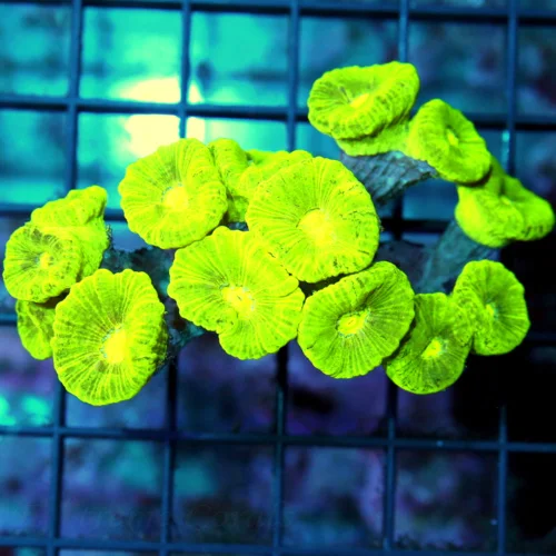 4x3 CANDY CANE CORAL - ULTRA COLORED KRYPTONITE CANDY CANE CORAL
