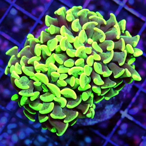 WYSIWYG 2.5" SUPER LIME GREEN BRANCHING HAMMER-THIS IS A VERY BRIGHT COLORED HAMMER live coral for sale - Extreme Corals
