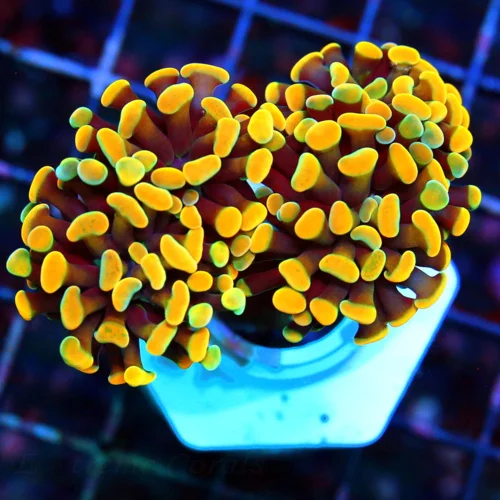 WYSIWYG 3.5" SUPER ORANGE BRANCHING HAMMER THIS IS SPECTACULAR live coral for sale - Extreme Corals