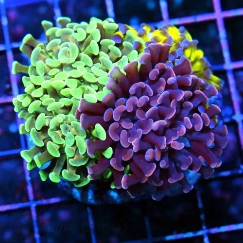 WYSIWYG 3.5" TRIPLE HEADED BRANCHING HAMMER COLORS ARE STRIKING live coral for sale - Extreme Corals