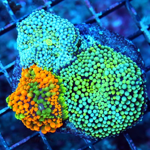 WYSIWYG 3.5" VERY NICE TRIPLE HEADED RICORDIA COLONY ROCK live coral for sale - Extreme Corals