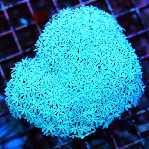 WYSIWYG 4X4 BRIGHT BLUE VERY HARD TO GET PIPE ORGAN live coral for sale - Extreme Corals