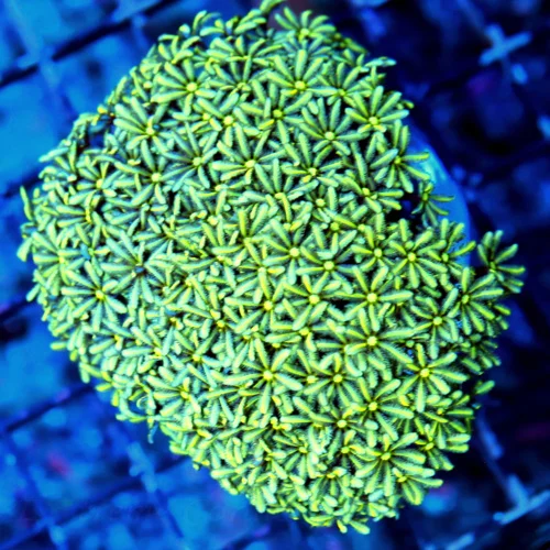WYSIWYG 4X3 BEAUTIFUL YELLOW GREEN VERY HARD TO GET PIPE ORGAN live coral for sale - Extreme Corals