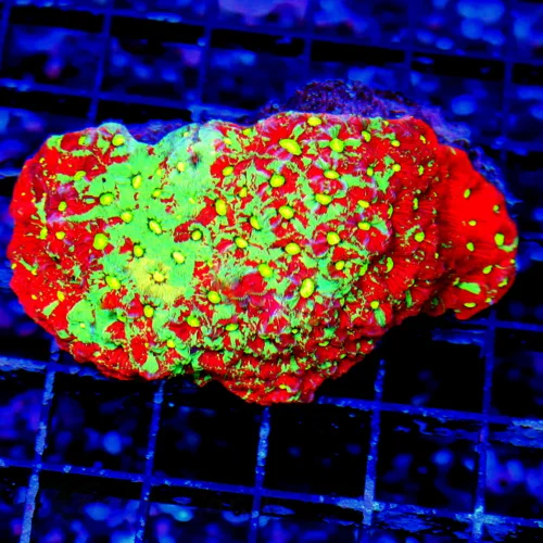 WYSIWYG 4.5" AWESOME NEON NEON RED WAR CORAL FAVITES live coral for sale - Extreme Corals