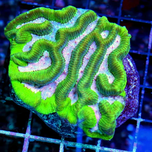 WYSIWYG 3.5" PINK CENTERED ULTRA COLORED PLATYGYRA live coral for sale - Extreme Corals