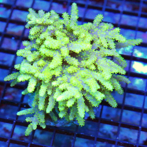 WYSIWYG 6X4 XL ULTRA COLORED SINULARIA LEATHER LIME GREEN live coral for sale - Extreme Corals