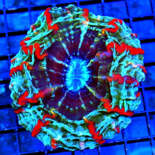 WYSIWYG 5X5 SUPER COLORED MASTER INDOPHYLLIA HANDPICKED BY SCOTT live coral for sale - Extreme Corals
