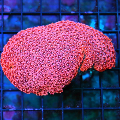 WYSIWYG 5X4 AWESOME ULTRA COLORED COLLECTORS RED ULTRA GRADE GONIOPORA live coral for sale - Extreme Corals