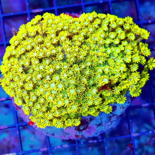 WYSIWYG 5X4 XL ULTRA YELLOW SCOTT'S HANDPICKED YELLOWINDO GONIOPORA live coral for sale - Extreme Corals