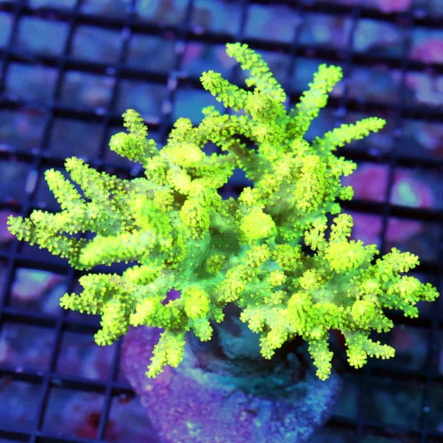 WYSIWYG 6X4 XL ULTRA COLORED SINULARIA LEATHER SUPER YELLOW live coral for sale - Extreme Corals