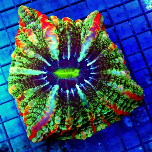 6.5x6.5 INDOPHYLLIA CORAL - HANDPICKED ULTRA ULTRA GRADE ULTIMATE SHOWPIECE