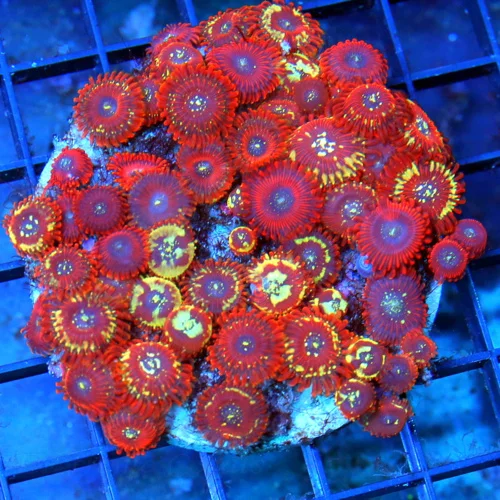 4x4 PALYTHOA CORAL - ULTRA GRADE SALTED AGAVE / MAGICIAN PALYTHOA CORAL