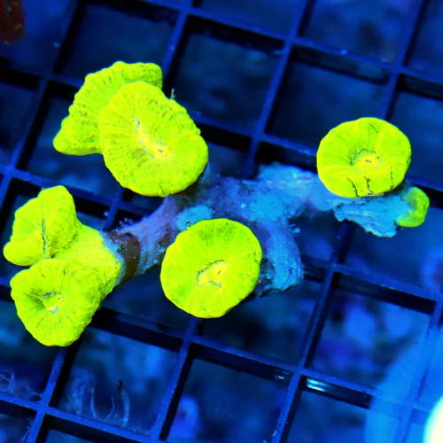3.5 CANDY CANE CORAL - ULTRA COLORED KRYPTONITE CANDY CANE CORAL