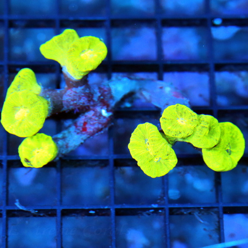 EC Old Glory Favia Frag