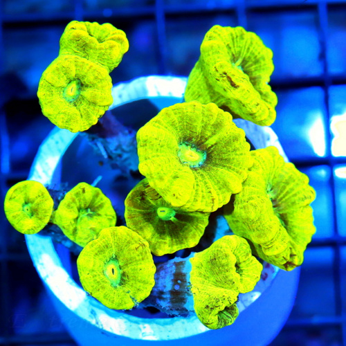 EC Bling Bling Cyphastrea Frag