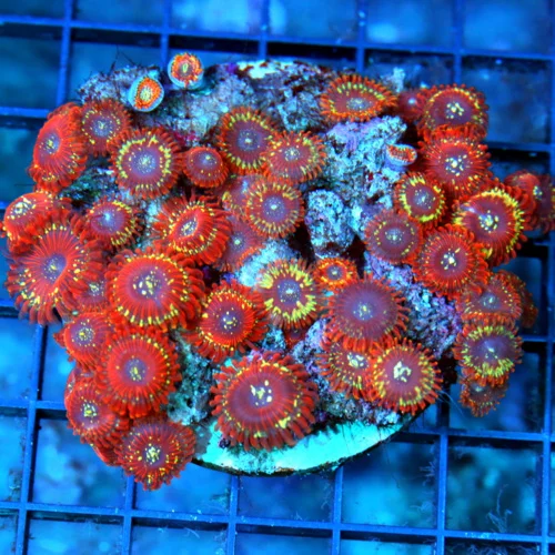 4x4 PALYTHOA CORAL - ULTRA GRADE SALTED AGAVE / MAGICIAN PALYTHOA CORAL