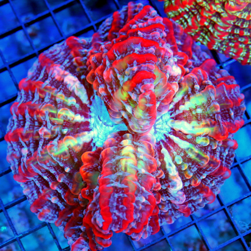 EC Love Struck Cyphastrea Frag