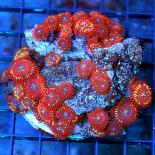 4x4 PALYTHOA CORAL - ULTRA GRADE SALTED AGAVE / MAGICIAN PALYTHOA CORAL