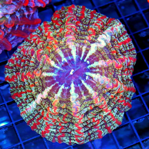 6x6 INDOPHYLLIA CORAL - ULTRA GRADE ULTRA COLORED INDOPHYLLIA CORAL