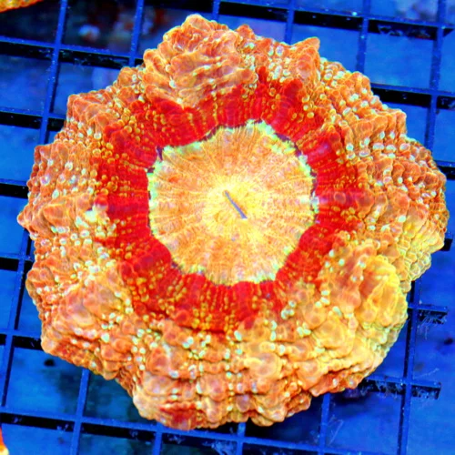 6x6 ACANTHOPHYLLIA CORAL - ULTIMATE SHOWPIECE PEACH/ORANGE/MAROON BLUE SPOTTED ACANTHOPHYLLIA