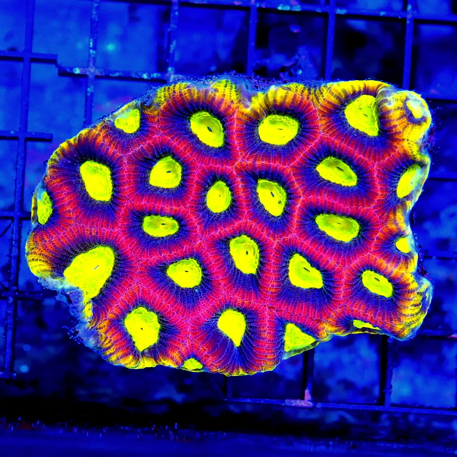 WYSIWYG 4.5X4 DRAGON SOUL FAVIA-COLOR IS OUTSTANDING TELLOW RIMMED SHOWPIECE live coral for sale - Extreme Corals