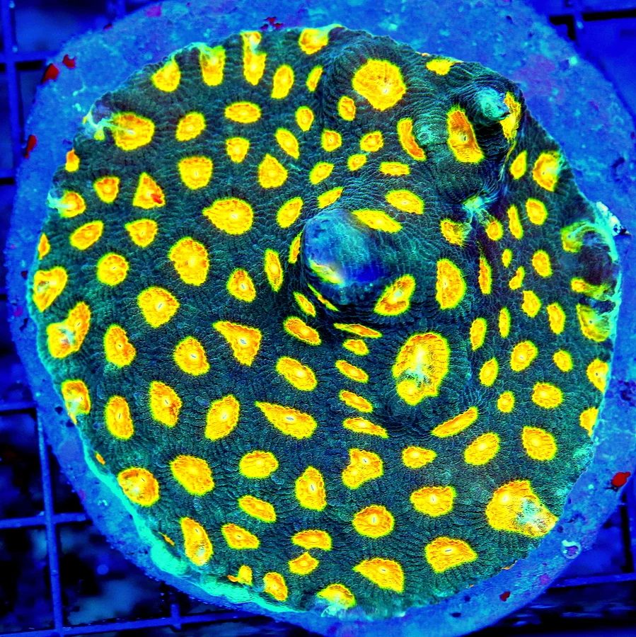 WYSIWYG 4.5X4.5 IF YOU EANT SOMETHING VERY RARE!! SUPER ORANGE EYED JOHN DEERE FAVIA-COLLECTOR PIECE live coral for sale - Extreme Corals