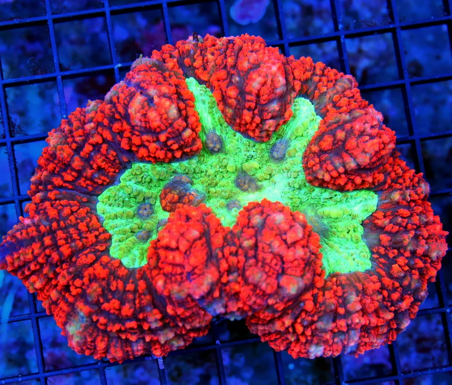 WYSIWYG 5.5X5 XL SUPER SUPER RED MULTICOLORED TOXIC GREEN CENTERED AUSSIE ULTRA CARPET LOBOPHYLLIA live coral for sale - Extreme Corals