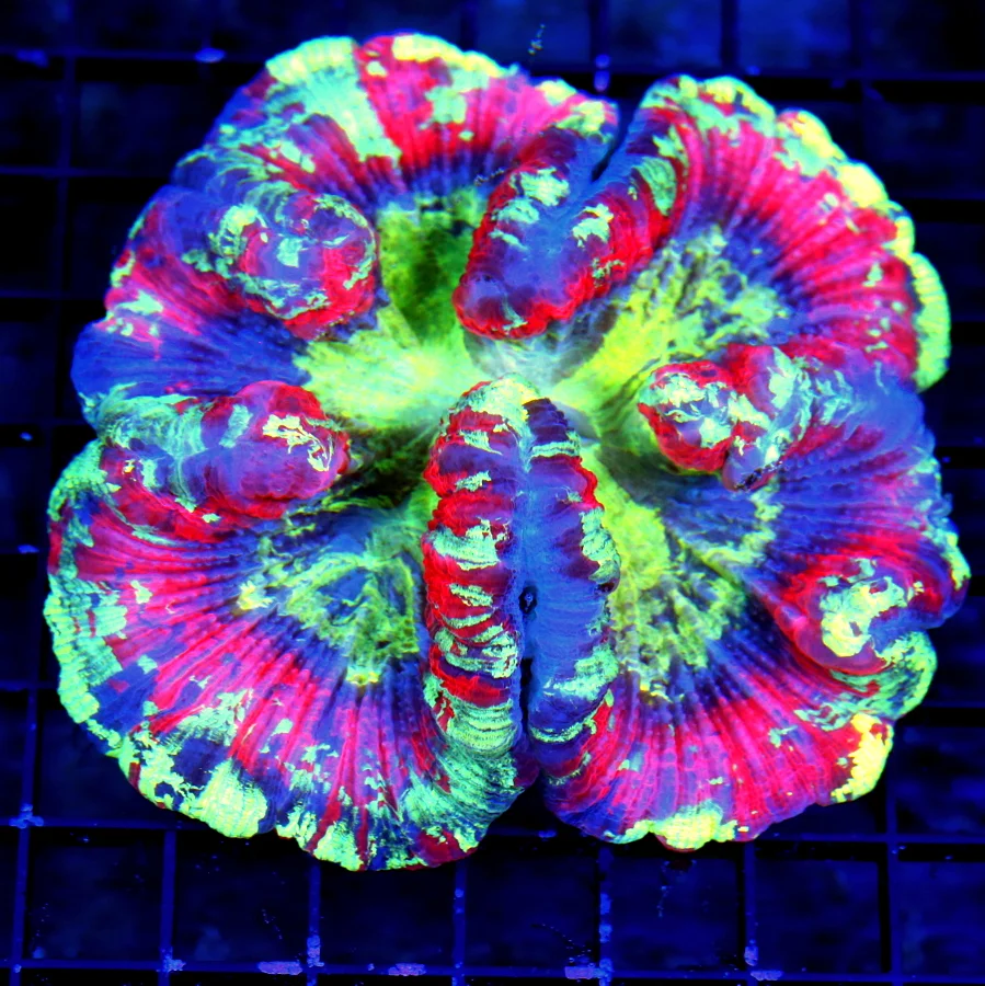 WYSIWYG 5.5X5.5 XL ULTRA HANDPICKED RAINBOW ULTRA GRADE INDO ULTIMATE WELLSOPHYLLIA-INSANE COLOR live coral for sale - Extreme Corals