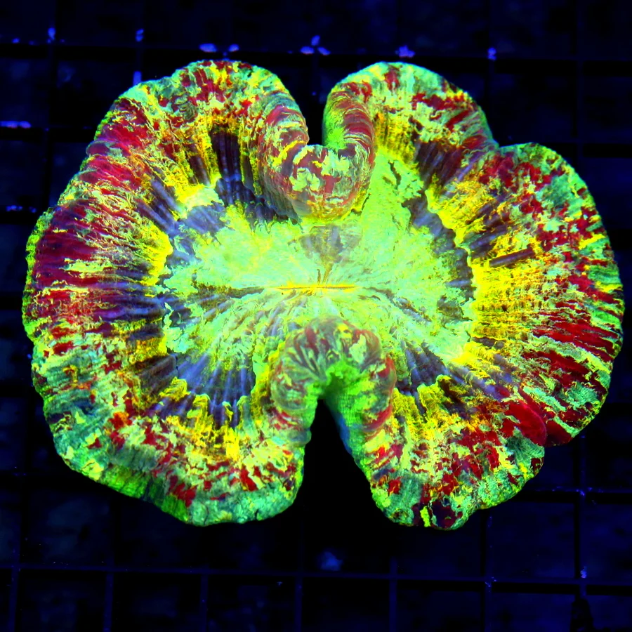 WYSIWYG 5.5X5 XL ULTRA HANDPICKED RAINBOW ULTRA GRADE INDO ULTIMATE WELLSOPHYLLIA-GLOW IN THE DARK! live coral for sale - Extreme Corals