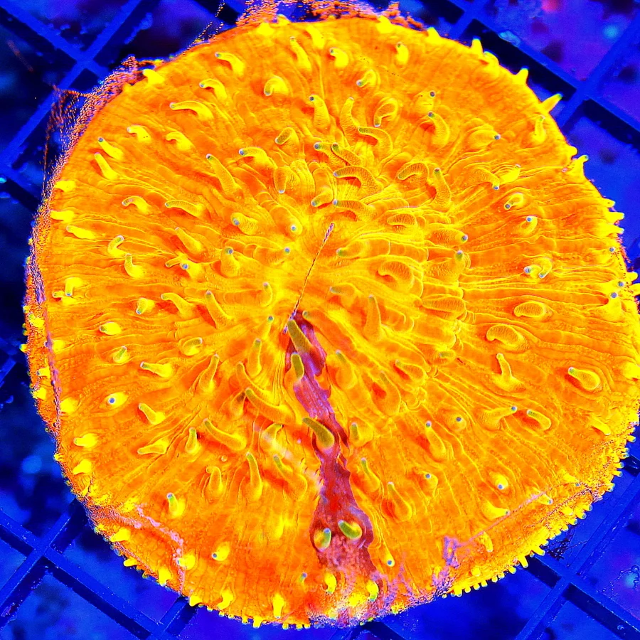WYSIWYG 4.5" ULTRA MELTING POT FLAMETHOWER NEON NEON ORANGE PLATE CORAL-XL live coral for sale - Extreme Corals