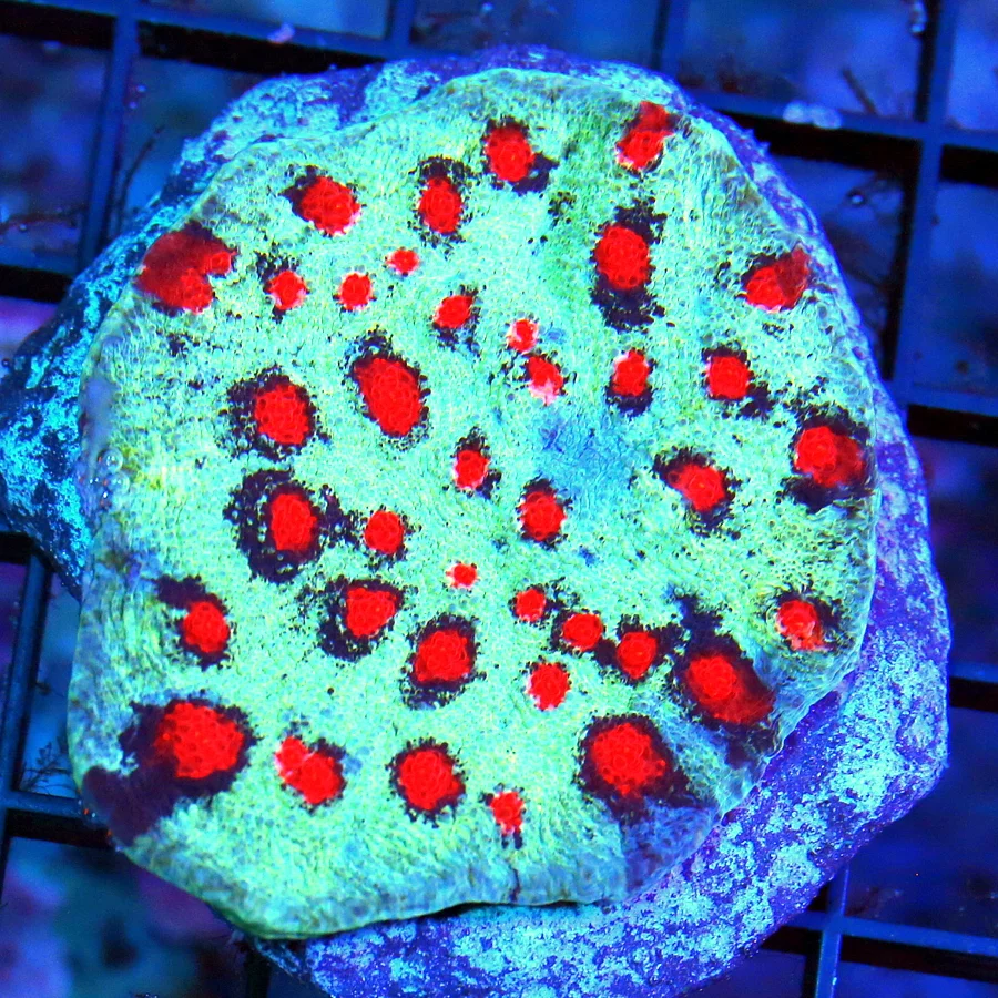 WYSIWYG 2.5" SYOER RED ALIEN EYED UNREAL BLUE ECHINOPHYLLIA CHALICE-INCREDIBLE COLOR live coral for sale - Extreme Corals