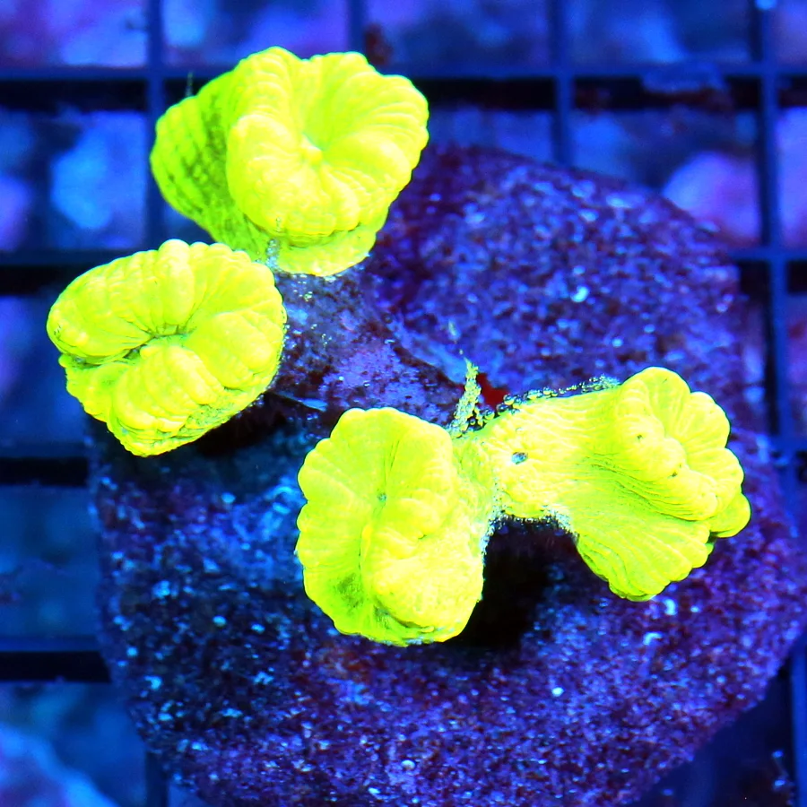WYSIWYG 3" VERY VERY NICE NEON HIGHLIGHTER YELLOW KRYPTONITE CANDY CANE live coral for sale - Extreme Corals