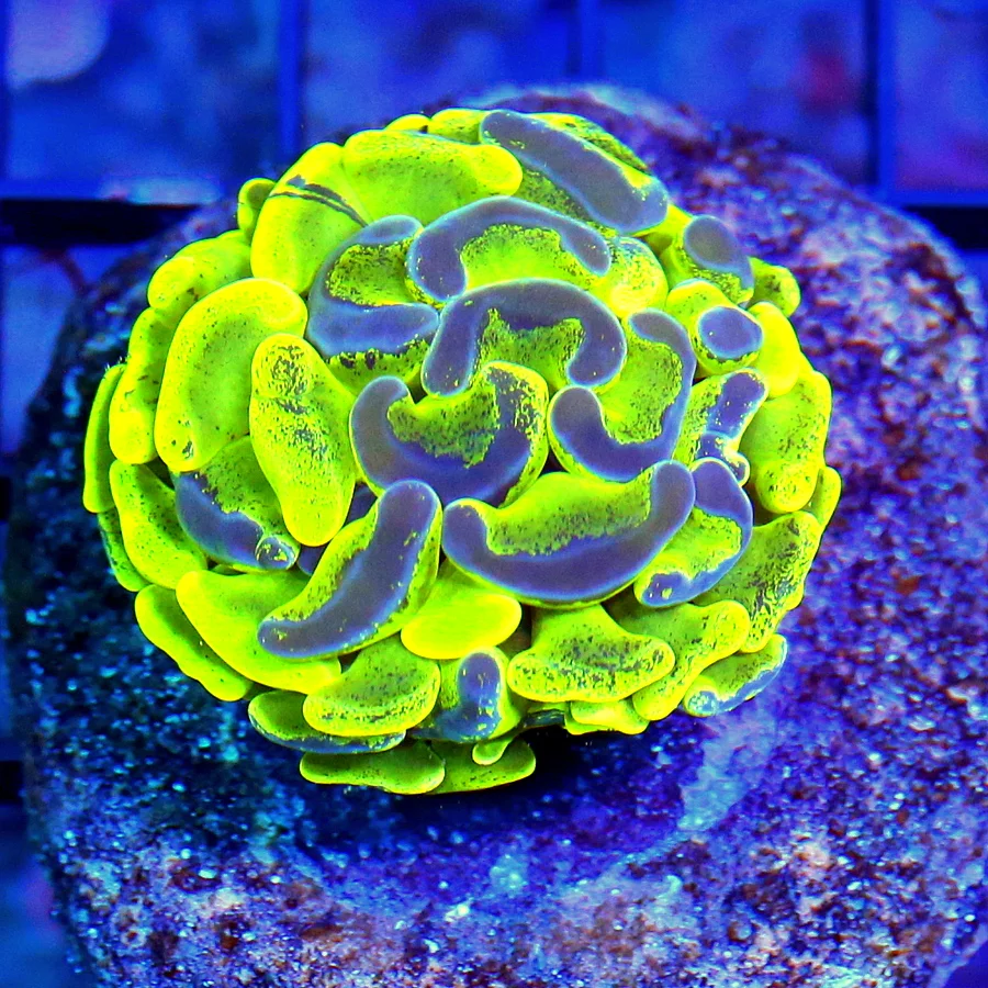 WYSIWYG 2.5" ULTRA ULTRA NEON LEMONLIME YELLOW BLUE SPLASHED AUSSIE BRANCHING HAMMER live coral for sale - Extreme Corals