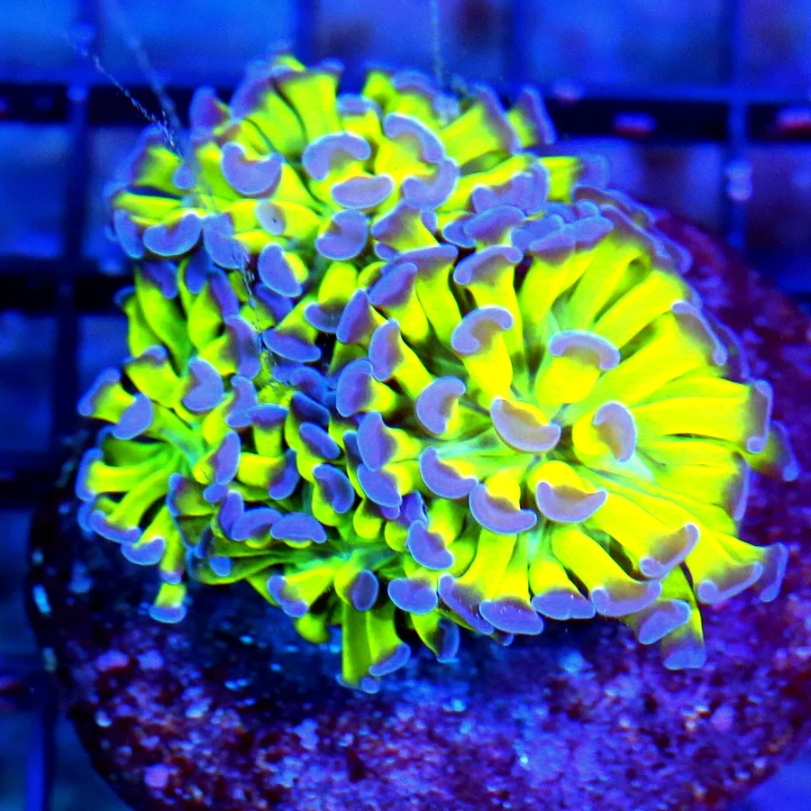 WYSIWYG 3" ULTRA PURPLE TIPPED SUPER SUPER NEON LIME TOXIC GREEN BRANCHING HAMMER live coral for sale - Extreme Corals