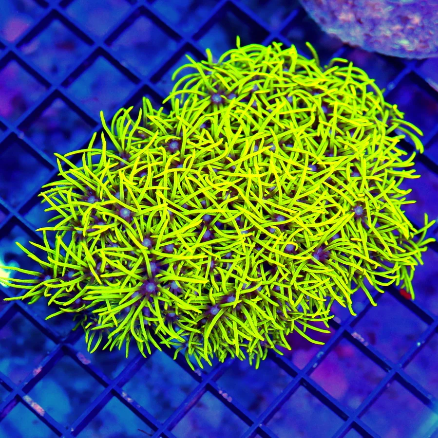WYSIWYG 4X3.75 ULTRA GREEN VERY NICE SHAPE COLOR AND SIZE GREEN STAR POLYPS live coral for sale - Extreme Corals