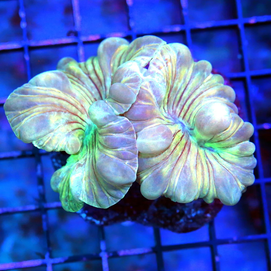 WYSIWYG 3.5" RARELY IMPORTED SUPER NICE INDO FOX CORAL THESE ARE BEAUTIFUL IN TANK live coral for sale - Extreme Corals