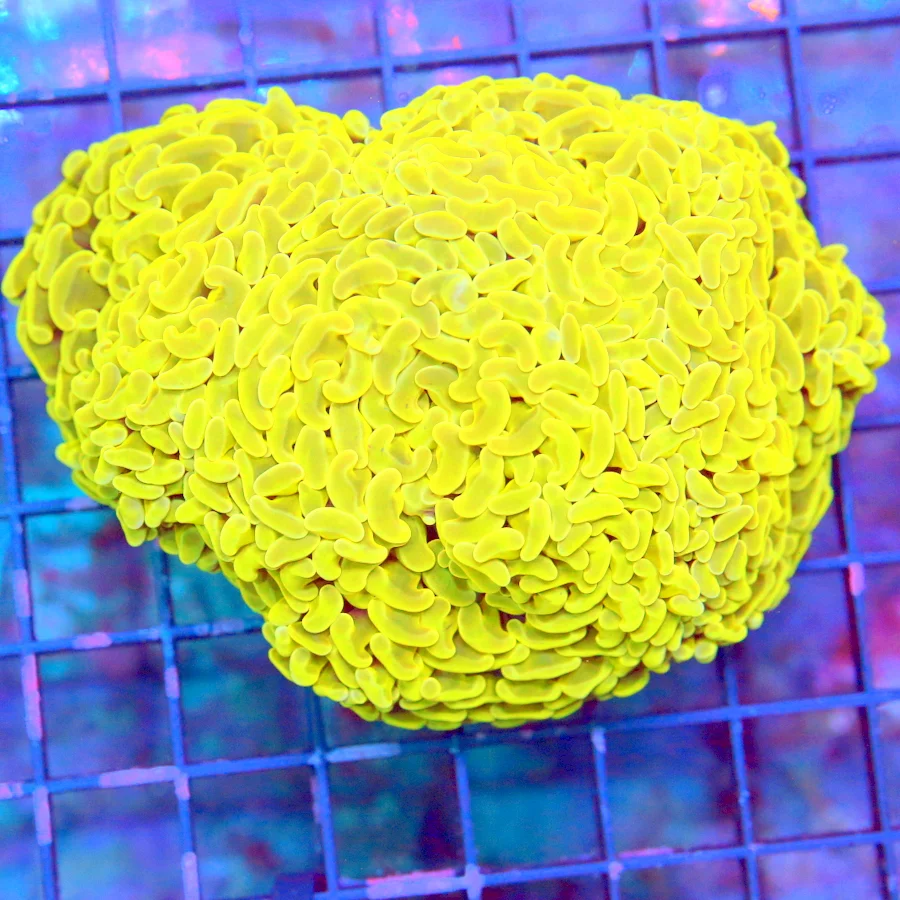 WYSIWYG 5X4 XL ULTRA ULTRA HIGHLIGHTER FLORESCENT NEON YELLOW XL BRANCHING HAMMER-AWESOME COLOR!! live coral for sale - Extreme Corals