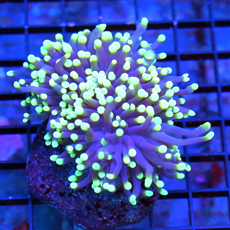 WYSIWYG 4X3 SUPER SUPER ULTRA NEON PURPLE COLORED TIPPED BLACKLIGHT TORCH VERY VERY NICE live coral for sale - Extreme Corals