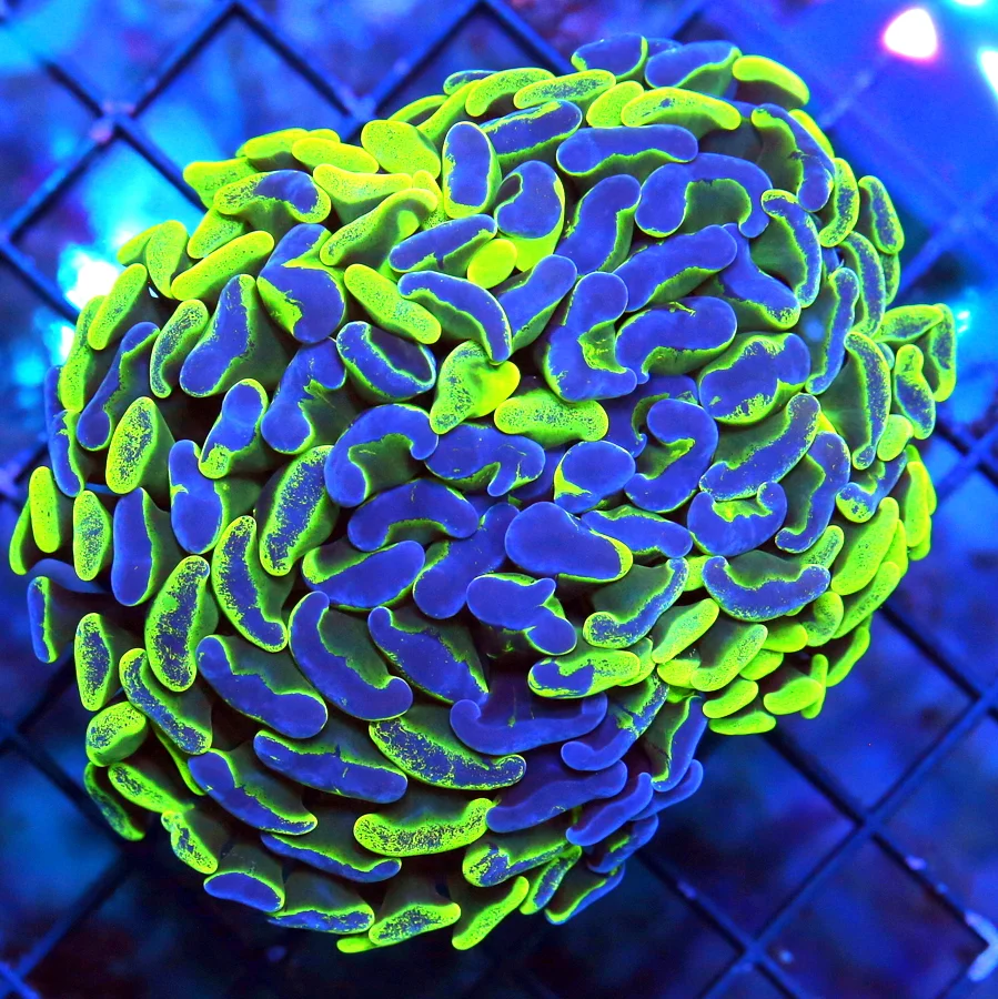 WYSIWYG 3.5"  ULTRA ULTRA COLORED NEON ULTRA TOXIC YELLOW BLUE SPLATER BRANCHING HAMMER live coral for sale - Extreme Corals