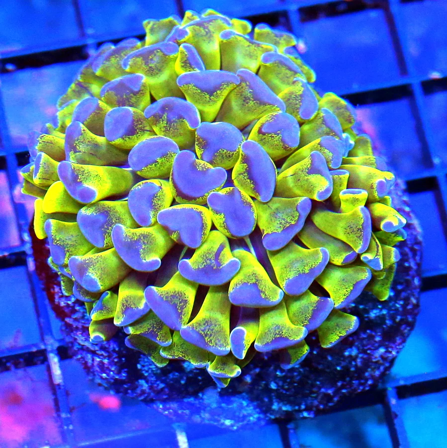 WYSIWYG 3" WICKED NEON GREEN TENTACLED SUPER PURPLE TIPPED AUSSIE BRANCHING HAMMER live coral for sale - Extreme Corals