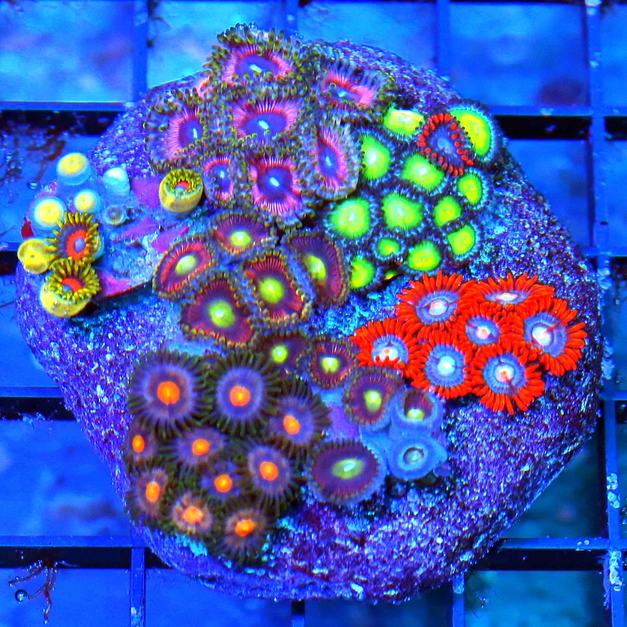 WYSIWYG 3" AWESOME MULTICOLORED COMBO ULTRA GRADE ZOANTHID COLONY ROCK live coral for sale - Extreme Corals