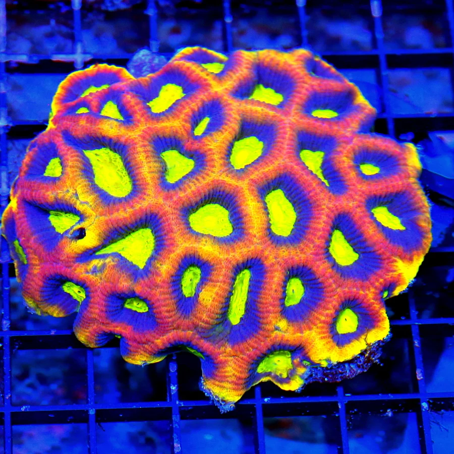 WYSIWYG 4.5X4.5 HANDDPICKED BY SCOTT-ULTRA ULTRA COLORED ONE OF A KIND DRAGON SOUL FAVIA MORPH live coral for sale - Extreme Corals