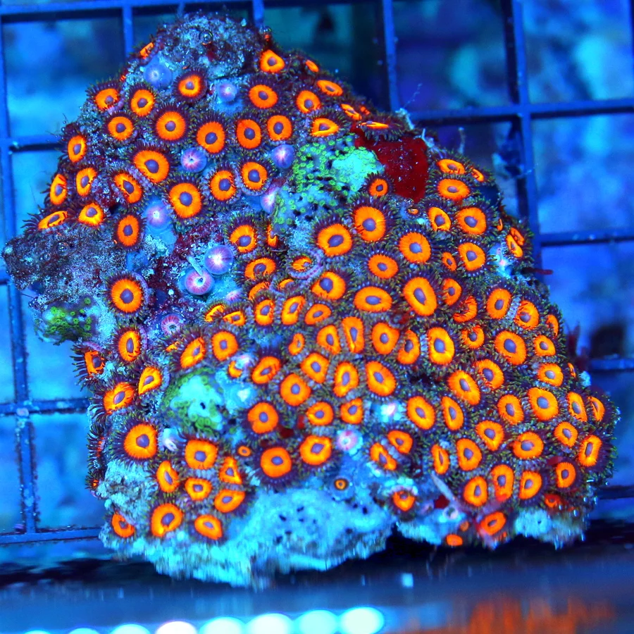 WYSIWYG 3.5X3.5 VERY VEYR NICE VERY RARE COLORED ZOANTHID COLONY-BEAUTIFUL live coral for sale - Extreme Corals