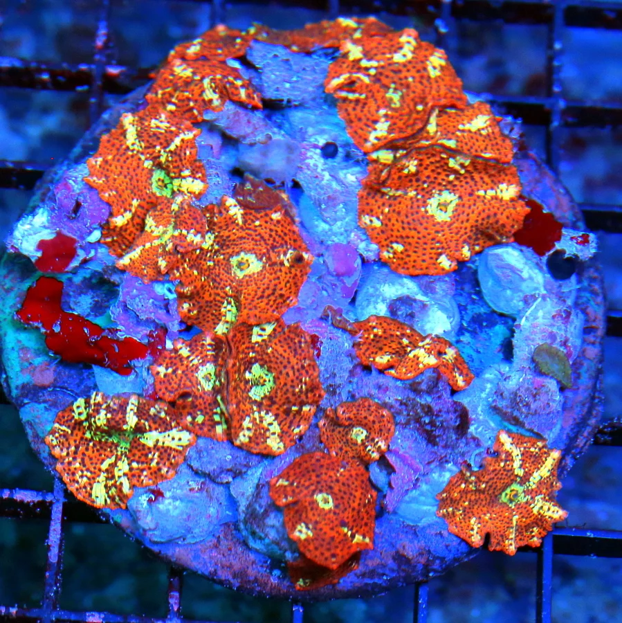 WYSIWYG 4.5X4.5 XL DISCOSOMA MUSHROOM-VERY RARE LEOPARD SKIN ULTRA GRADE COLLECTORS ITEM DISCOSOMA live coral for sale - Extreme Corals