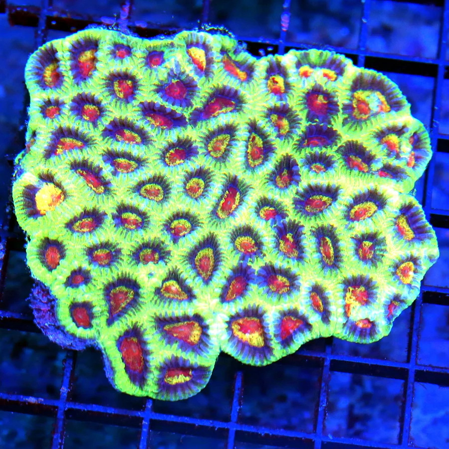 WYSIWYG 4.5X4 ULTRA FAVITES-THIS IS A VERY SPECIAL COLOR-OUT OF THIS WORLD TRICOLORED FAVITES!! live coral for sale - Extreme Corals