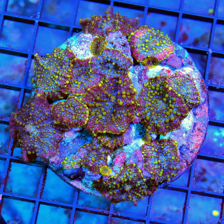 WYSIWYG 4.5X4.5 XL DISCOSOMA MUSHROOM-VERY VERY HARD TO GET LAVA LAMP DISCOSOMA-COLLECTOR ITEM live coral for sale - Extreme Corals