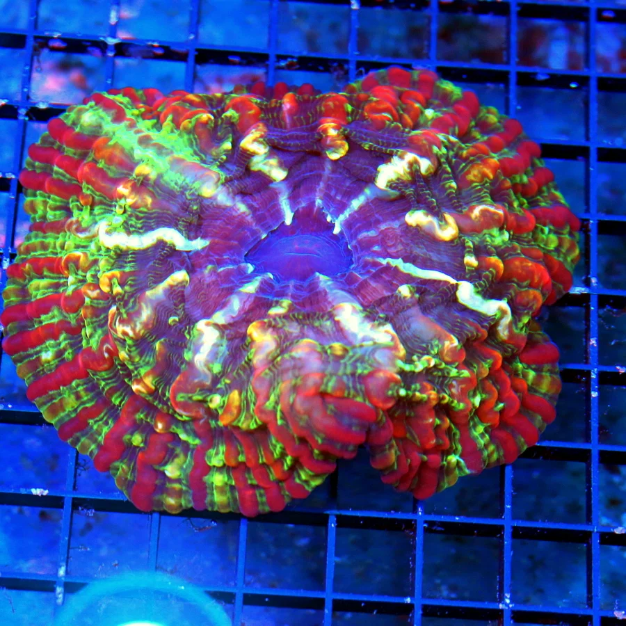 WYSIWYG 5.5x5.5 XL SUPER COLORED MASTER INDOPHYLLIA HANDPICKED BY SCOTT-STUNNING COLOR!! live coral for sale - Extreme Corals