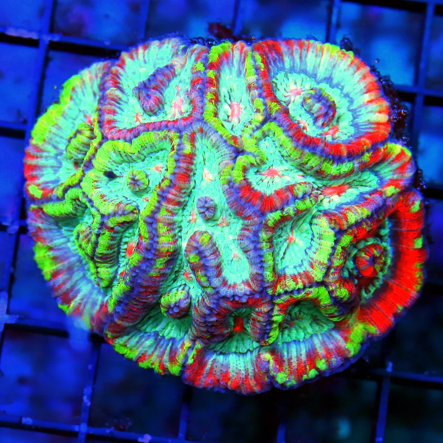 4X3.5 SYMPHYLLIA WILSONI-SCOTT'S HANDPICKED SHOWPIECE ULTRA ULTRA COLORED SUPER SUPER RARE WILSONI